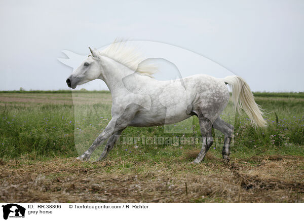 Schimmel / grey horse / RR-38806