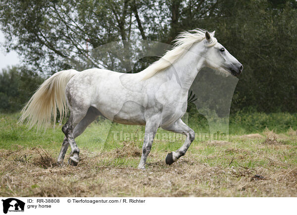 Schimmel / grey horse / RR-38808