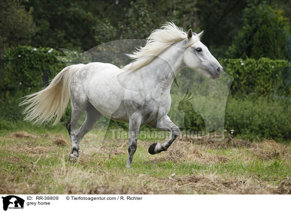 Schimmel / grey horse / RR-38809