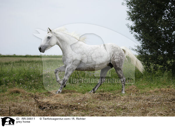 Schimmel / grey horse / RR-38811