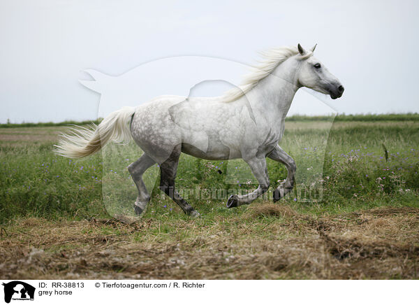 Schimmel / grey horse / RR-38813