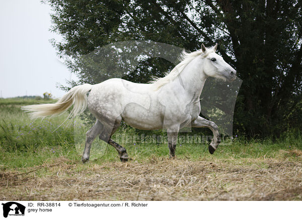 Schimmel / grey horse / RR-38814