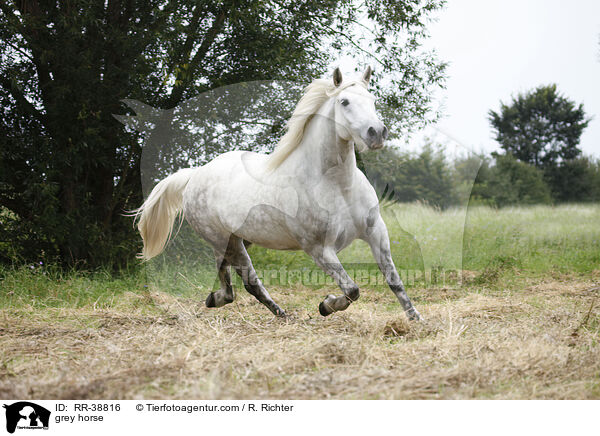 Schimmel / grey horse / RR-38816
