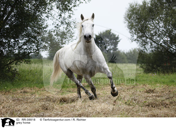 Schimmel / grey horse / RR-38818