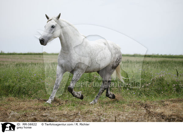 Schimmel / grey horse / RR-38822