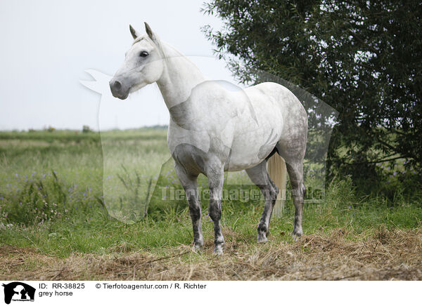 Schimmel / grey horse / RR-38825