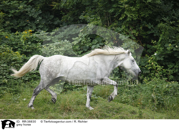 Schimmel / grey horse / RR-38830