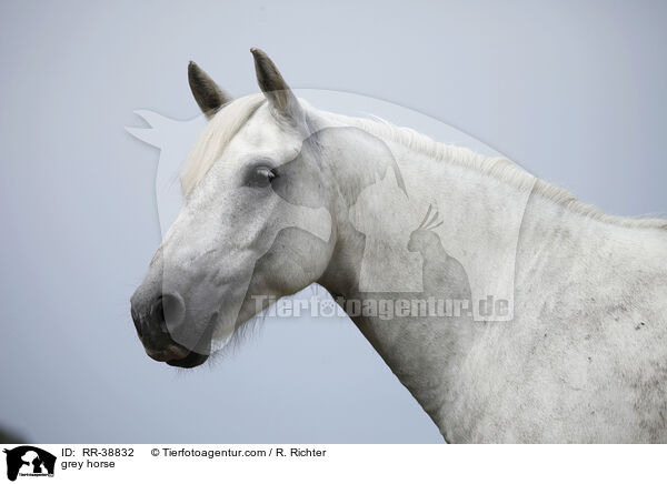 Schimmel / grey horse / RR-38832