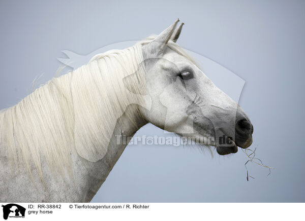 Schimmel / grey horse / RR-38842