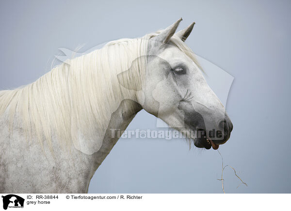 Schimmel / grey horse / RR-38844