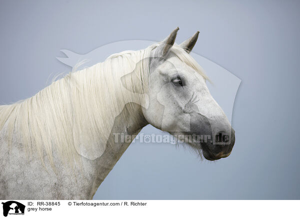 Schimmel / grey horse / RR-38845