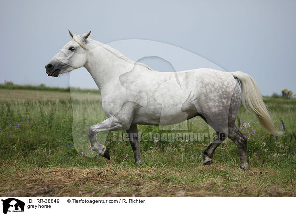 Schimmel / grey horse / RR-38849