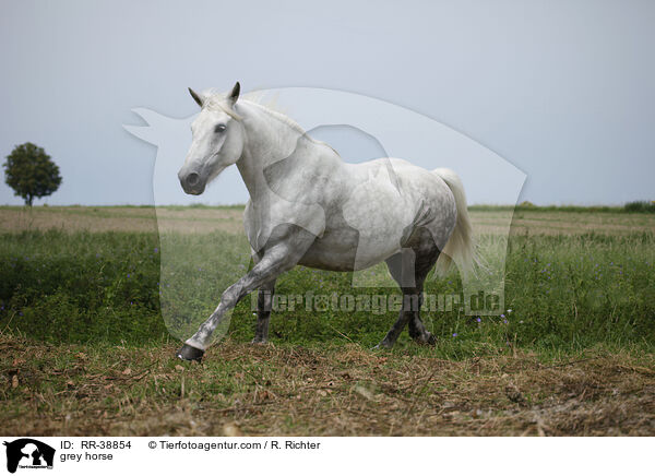 Schimmel / grey horse / RR-38854