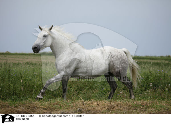 Schimmel / grey horse / RR-38855