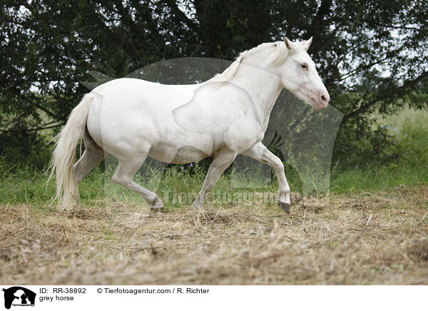 Schimmel / grey horse / RR-38892