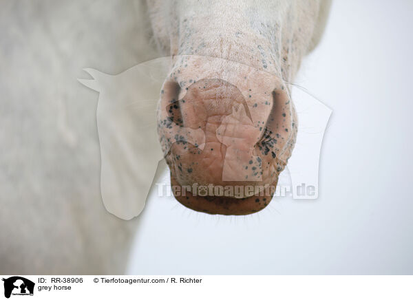 grey horse / RR-38906
