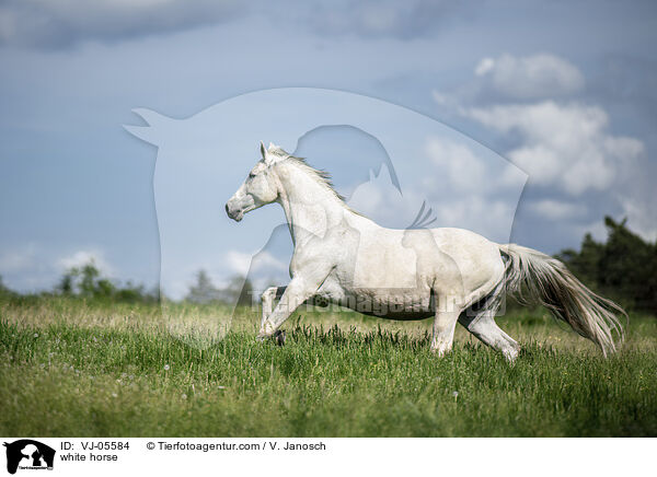 white horse / VJ-05584