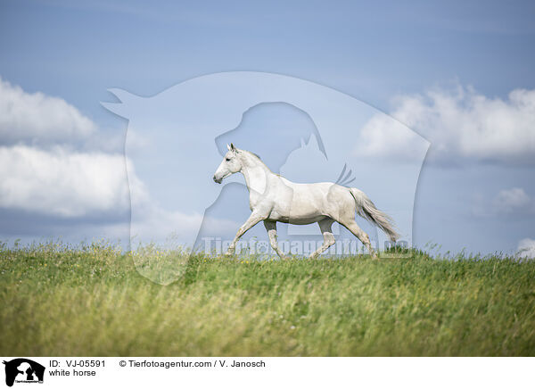 Schimmel / white horse / VJ-05591
