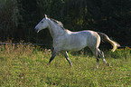 running white horse