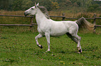 white horse