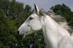 white horse