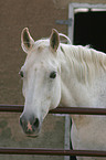 white horse