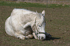 lying horse