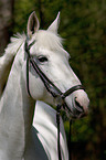 white horse