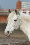 white horse