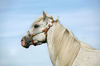 white Horse Portrait