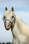 white Horse Portrait