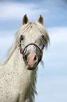 white Horse Portrait