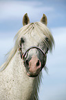 white Horse Portrait