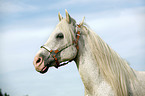 white Horse Portrait