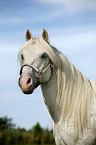white Horse Portrait