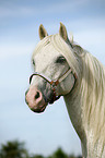 white Horse Portrait