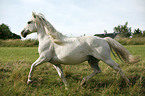 trotting white horse