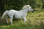 trotting white horse