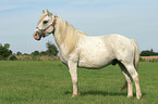 standing white horse