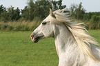 white horse with flying mane portrait