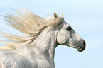 white horse with flying mane in portrait
