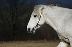 horse head