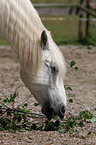 white horse