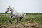 grey horse