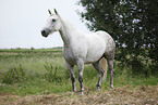 grey horse
