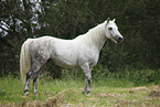 grey horse