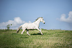 white horse