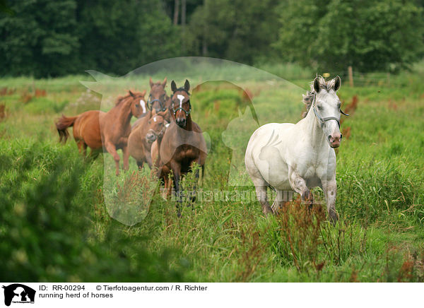 running herd of horses / RR-00294