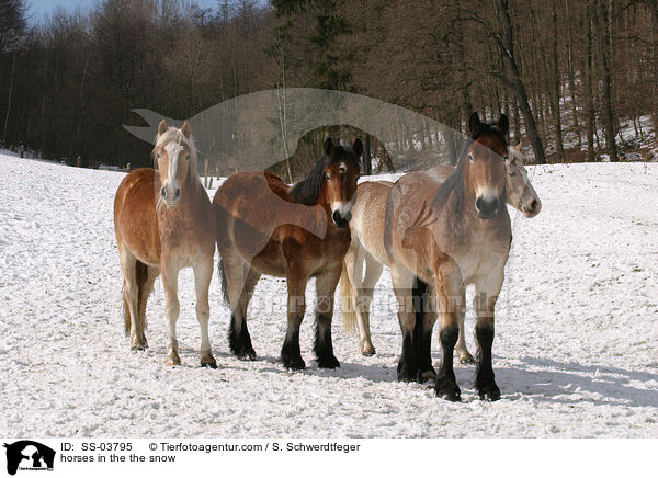 Pferde im Schnee / horses in the the snow / SS-03795