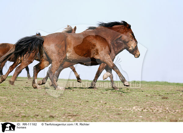 Pferde / horses / RR-11182